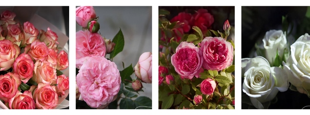 AzRose